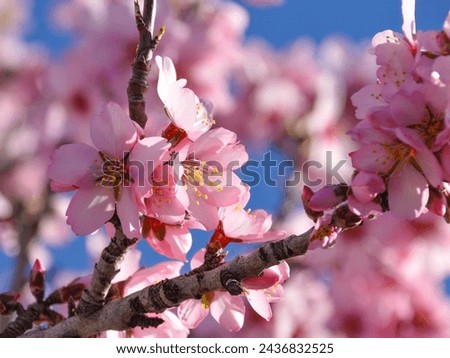 beautiful almond blossoms, blue sky. Spring blossom background. Beautiful nature scene with blooming tree. Spring flowers. Beautiful Orchard.

