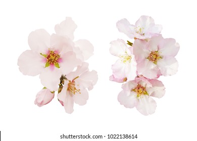 花」の画像、写真素材、ベクター画像 | Shutterstock