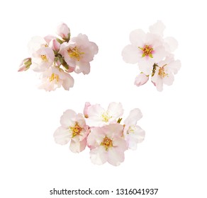 Beautiful Almond Flowers Isolated On White Background. Spring Pink Blossom In Different Forms, Petals, Buds. Tender Flowers Isolated.