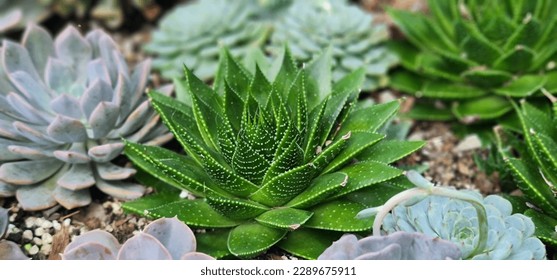 Beautiful Aloe Cosmo bright green variety of Succulent, with fine white spots on its smooth, sharp edged leaves.