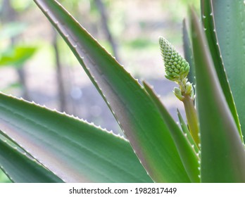 Beautiful aloe with flower bud close up succulent plant - Powered by Shutterstock