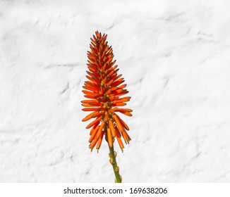 9,316 Red aloe flower Images, Stock Photos & Vectors | Shutterstock