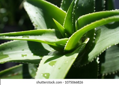 Plant Medicine Logo Stock Photos Images Photography Shutterstock