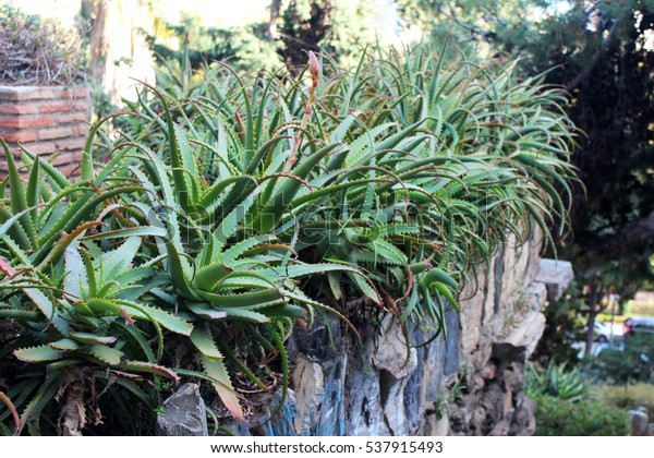 Beautiful Aloe Vera Plant Growing Garden Stock Photo Edit Now
