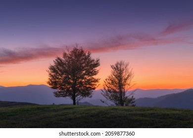 Beautiful alone trees on the hill in mountains at sunset in autumn in Ukraine. Colorful landscape with trees, colorful purple sky with pink clouds and orange sunlight at dusk in fall. Nature at night	