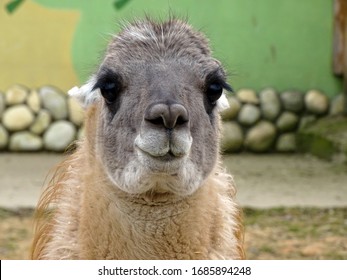 Alpaca Face Hd Stock Images Shutterstock