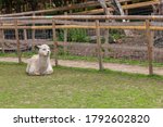 The beautiful Alpacas roaming the field, George Mead memorial stables, Welling, London