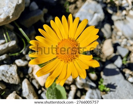 Beautiful alpine flora featuring a single bright yellow arnica flower (gamswurz) growing in barren rocky terrain in the Swiss Alps, Switzerland, creating a striking contrast against the rogged stone.