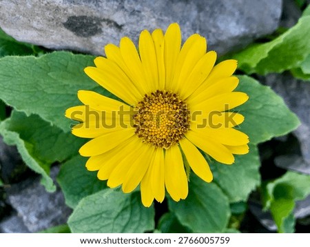Beautiful alpine flora featuring a single bright yellow arnica flower (gamswurz) growing in barren rocky terrain in the Swiss Alps, Switzerland, creating a striking contrast against the rogged stone.