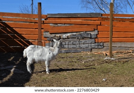 Beautiful alpine goat, goatling.Domestic affectionate animals. Goat on the run. Happiness to live in the village.