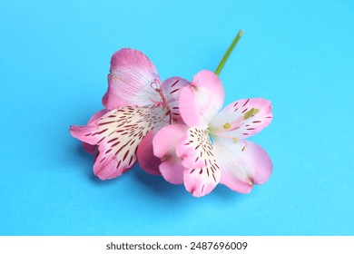 Beautiful alstroemeria flowers on light blue background - Powered by Shutterstock