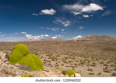 Beautiful Altiplano Landscape With Llareta