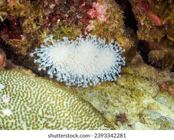 The Beautiful Alveopora japonica Eguchi coral.

At Hukinoe beach, Shikinejima, Izu Islands, Tokyo.
Photo Taken November 1-5, 2023.
by underwater photography.

イシガキダイ,イシダイ科,洞窟,
