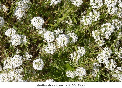 Hermosa flor Alyssum Procumbens