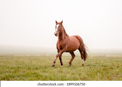 Beautiful amazing chestnut brown mare running on a cloudy foggy meadow. Mystic portrait of an elegant stallion horse.