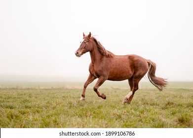 1 730 1件の 馬 の画像 写真素材 ベクター画像 Shutterstock