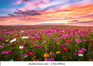 Beautiful and amazing of cosmos flower field landscape in sunset. nature wallpaper  background.