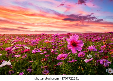 Beautiful and amazing of cosmos flower field landscape in sunset. nature wallpaper  background.