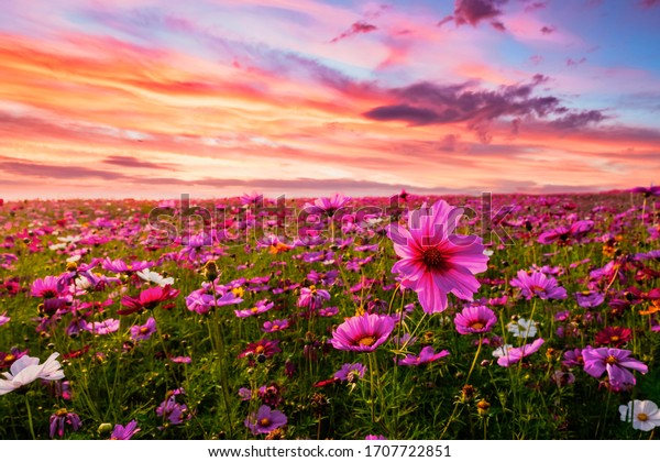 夕暮れの中で コスモスの花原風景の美しさと驚き 自然の壁紙の背景 の写真素材 今すぐ編集