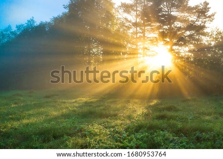 beautiful amazing landscape with sun and forest and meadow at sunrise. sun rays shine through trees