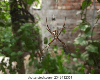 Beautiful Amazing Spider, Brown Big Spider, Big Leg Spider, Indian Spider Strange Rare
