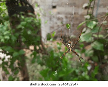 Beautiful Amazing Spider, Brown Big Spider, Big Leg Spider, Indian Spider Strange Rare