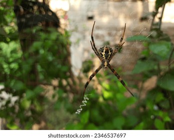 Beautiful Amazing X Spider, Brown Big Spider, Big Leg Spider, Indian Spider Strange Rare