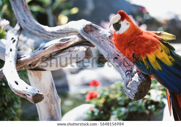 Beautiful Amazon Rainforest Scarlet Macaw On Stock Photo Edit Now