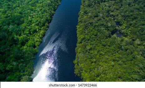 Amazon rainforest picture