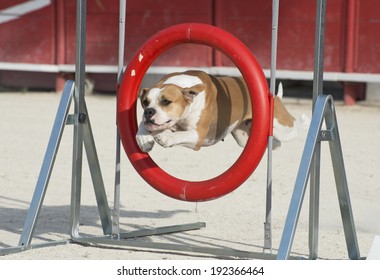 Beautiful American Bulldog Jumping In A Circle 