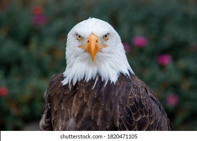 Beautiful American Eagle In El Condor Park In The Imbabura Province.