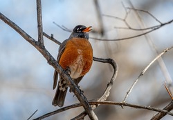 A Beautiful American Robin Perches In A Tree In A Front Range Colorado Woodland Singing Its Early Spring Song.