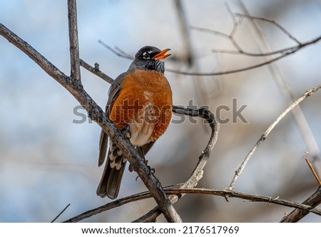 A beautiful American Robin perches in a tree in a front range Colorado woodland singing its early spring song.