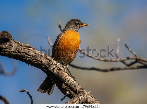 A\
beautiful American Robin rests on a perch in a spring time Colorado\
forest as it searches to set up a nesting\
territory.