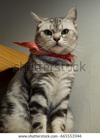 Similar – Cat playing a red ribbon on a floor. View from above