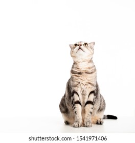 Grey Tabby Cat Images Stock Photos Vectors Shutterstock