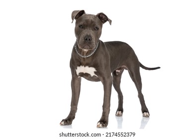 8,338 Dog chain collar Images, Stock Photos & Vectors | Shutterstock