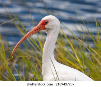A beautiful American white ibis forages along the shore of a pond in Florida.  It is a larger bird with bright white plumage and pink face and beak. It also has distinctive, clear blue eyes. - Powered by Shutterstock
