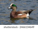 A beautiful American Wigeon (Male) on a winter morning. The male has a mask of green feathers around its eyes and a cream-colored cap running from the crown of his his head to his pale blue bill.