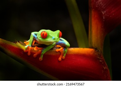 Beautiful amphibian in the night forest. Detail close-up of frog red eye, hidden in green vegetation. Red-eyed Tree Frog, Agalychnis callidryas, animal with big eyes, in nature habitat, Costa Rica. 