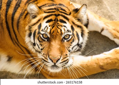 Beautiful Amur Tiger