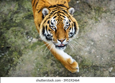 Beautiful Amur Tiger