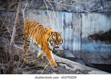 Beautiful Amur Tiger