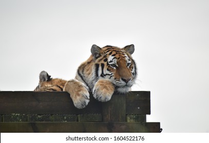 Beautiful Amur Tiger And Cubs At The Zoo