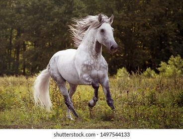 Beautiful Andalusian horse portrait in field - Powered by Shutterstock