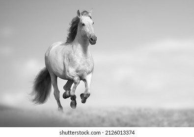 Beautiful andalusian horse running fast in the field. White long maned horse running in the field with grass and sky on the background. Galloping horse running wild on nature. Monochromatic image