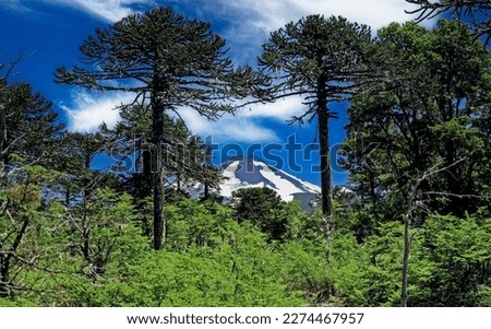 Beautiful andes mountains chilean pine (Araucaria araucana) forest landscape, Volcano Llaima between trees, lonely hiking trail -  Conguillio NP, Chile 
