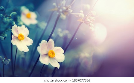 Beautiful anemone flowers with soft focus in spring or summer on evening in rays of sunset sun close-up macro in nature. Delightful atmospheric airy artistic image in dark blue and purple tones.
