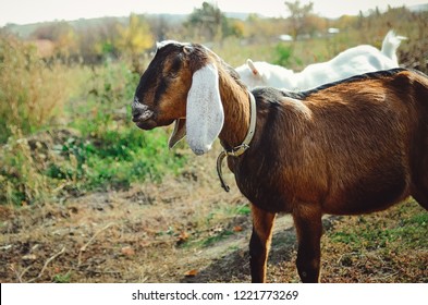 Beautiful Anglonubian Goat Large White Ears Stock Photo (Edit Now ...