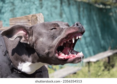 Beautiful angry dog staffordshire bull terrier. Blue american staffordshire terrier amstaff guard snatch criminal clothes. Service dog training Dog bites clothe during angry attack. Evil teeth in grin - Shutterstock ID 2356354513